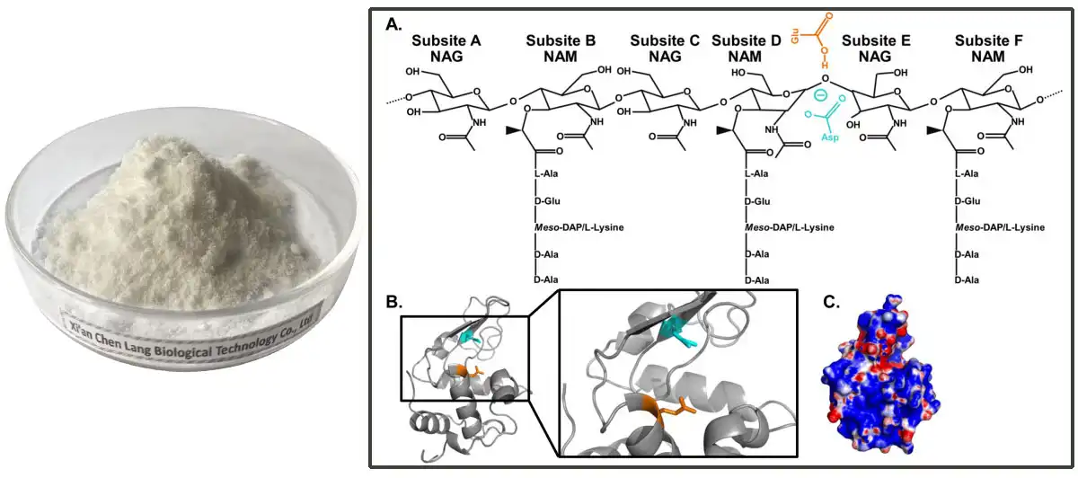 Lysozyme AAAAA.jpg